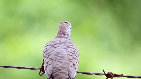 Sitting-on-a-barbed-wire,-a-Zebra-Dove-Geopelia-striata-is-moving-its-head-around-to-look-at-its-surroundings-in-a-countryside-in-Thailand