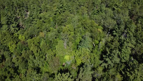 Luftaufnahme-Von-Dichten-Wäldern-Mit-Sanften-Hügeln-Im-Killarney-Park,-Kanada