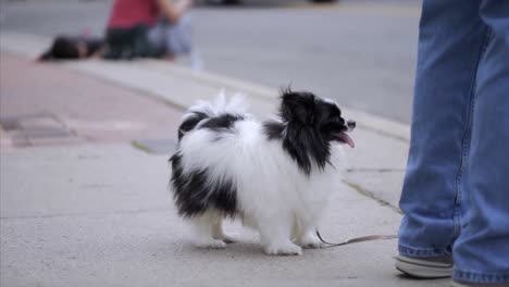 dog-on-the-leash-standing-on-the-sidewalk,-Black-spotted-Papillon-dog-with-leash-waiting-to-cross-the-street