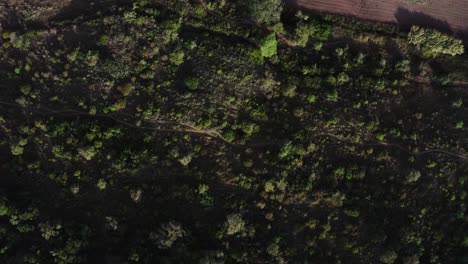 Drohnenaufnahme-Einer-Sonnenverwöhnten-Landschaft-Mit-Plantagen,-Feldern-Und-Bäumen