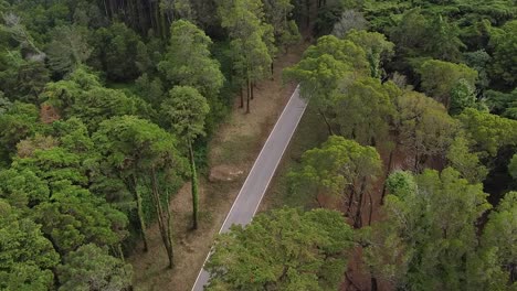 Aerial-descending-shot-of-Beautiful-empty-road-surrounded-by-lush-forest-vegetation,-Sintra