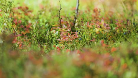 Colorful-undergrowth-in-Norwegian-tundra.-Bokeh,-parallax