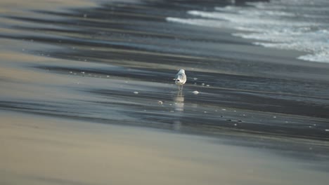 Seagull-walking-along-a-beach-with-an-incoming-tide