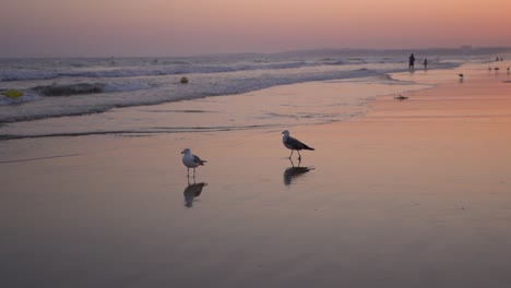 Silhouette-of-Seagulls-walking-on-wet-sand-at-beach-shoreline-during-sunset