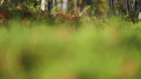A-cloe-up-parallax-shot-of-the-autumn-tundra-undergrowth