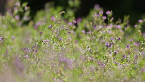 Close-up-shot-of-honey-bee-working-on-fragrant-Lavender-flower-among-the-growing-lavender-flower-field-on-a-sunny-day