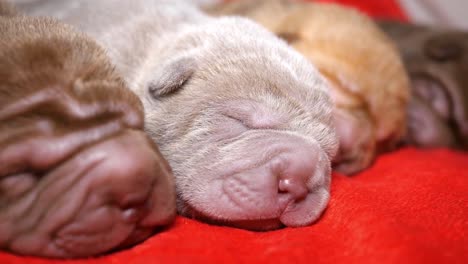Four-newborn-puppies-sleeping-together,-shar-pei-pups-sleeping
