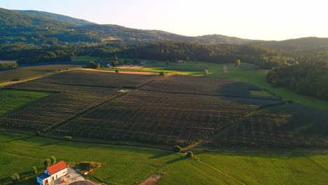 Stunning-drone-footage-of-vineyards-covered-with-protective-nets-against-hail,-with-rolling-hills-in-the-background