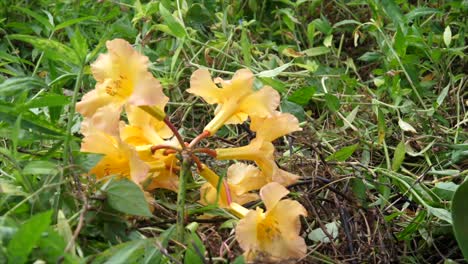 Una-Joven-Planta-De-Gardenia-Recién-Plantada-Con-Un-Ejemplo-De-Sus-Flores-Colocadas-Junto-A-Ella