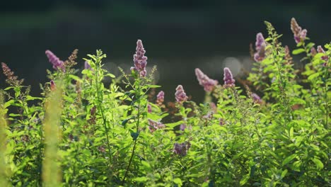 Butterfly-bush-flowers-on-the-river-bank