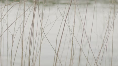 Close-up-mid-shot-of-river-ripples-with-reeds-and-plants