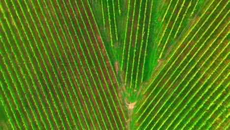 Stunning-drone-footage-of-green-vineyards-in-the-heart-of-Prlekija,-Jeruzalem-Slovenia