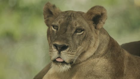 Young-female-lion-in-pride,-relaxing-after-successful-hunt