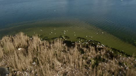 Islet-In-The-Lake-With-Dried-Grass-And-Seagulls-In-Daytime
