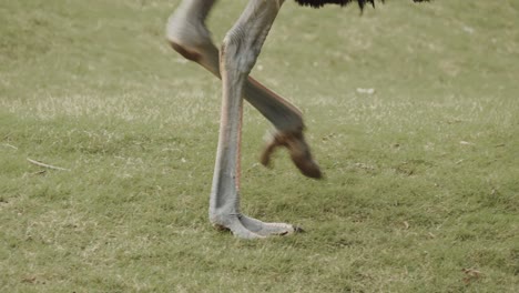 Details-of-ostrich-legs-and-feet-in-grass