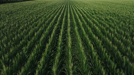 Corn-Field-At-Agricultural-Farm-In-Fredonia-,-Arkansas,-USA