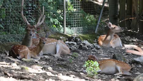 Deer-Family-with-kids-resting-in-area-surrounded-by-fence-in-zoo-at-summer,-static-medium-shot