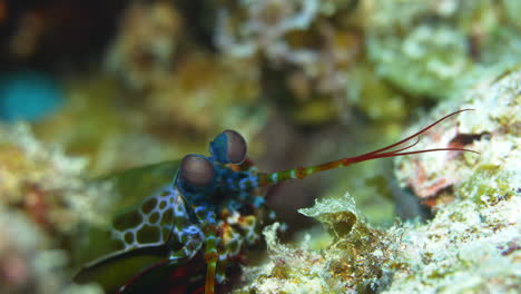 Colourful-mantis-shrimp-on-coral-reef