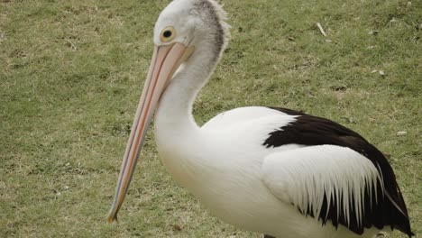 African-pelican-standing-on-grass-and-eating