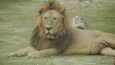 Big-male-lion-with-beautiful-mane-on-ground,-relaxing-and-having-fun