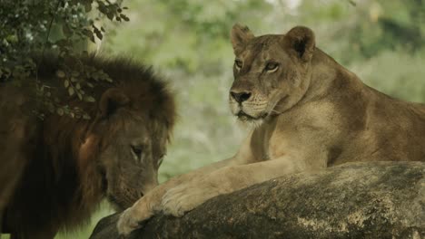 Female-lion-on-rock-is-joined-by-a-big-beautiful-male,-ready-to-mate