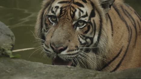 Big-adult-tiger-stares-into-camera,-close-up-to-medium