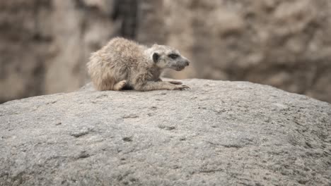 Young-meerkat-in-herd,-sitting-on-rock-and-learning-from-others