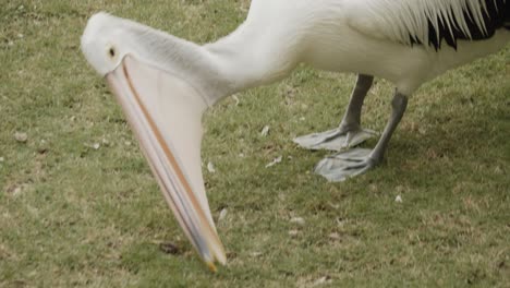 African-pelican-feeding-and-eating-on-grassland