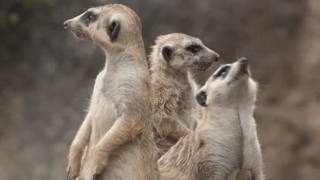 Three-meerkats-on-top-of-rock,-looking-for-predators