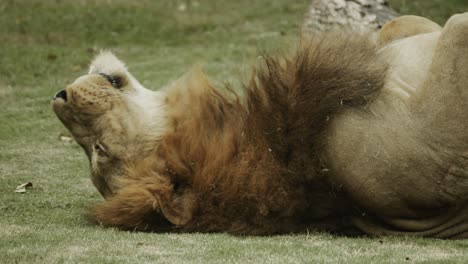 Big-male-adult-lion-rolling-on-ground-enjoying-life