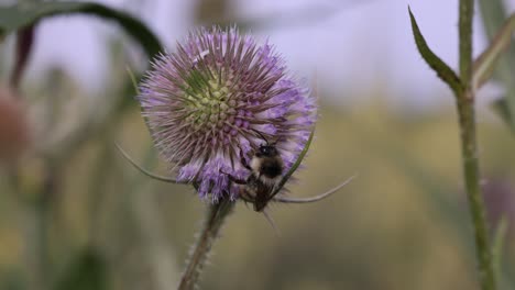 Nahaufnahme-Einer-Hummel-Auf-Einer-Violetten-Blume,-Die-Pollen-Und-Nektar-Sammelt