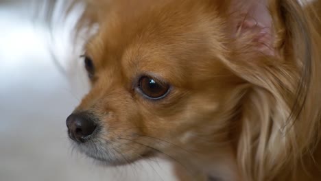 Nahaufnahme-Eines-Sehr-Aufmerksamen-Chihuahua-Hundes,-Der-In-Die-Kamera-Schaut