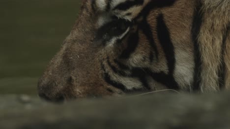 Extreme-Nahaufnahme-Eines-Tigers,-Der-Gähnt-Und-Zähne-Zeigt,-Zeitlupe