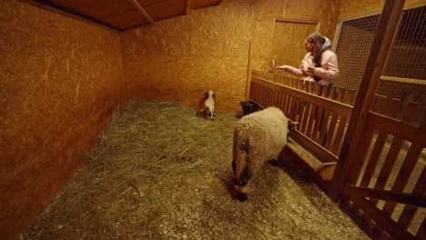 An-absolutely-charming-snapshot-of-a-young-girl-at-a-farmhouse-passionately-involved-in-hand-feeding-a-lively-baby-lamb