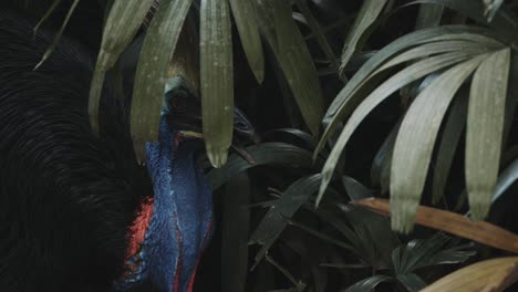 Cryptic-shot-of-cassowary-behind-green-bushes-in-rainforest-environment