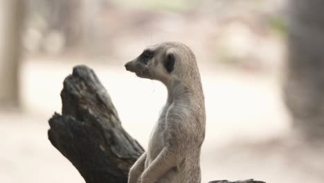 Vigilant-meerkat-looking-out-for-potential-danger