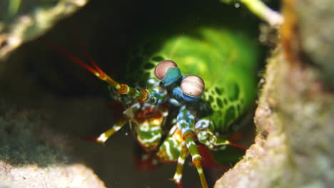 Amazing-green-mantis-shrimp-in-a-reef-hole