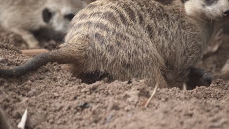 African-meerkat-slow-motion-shot-of-digging
