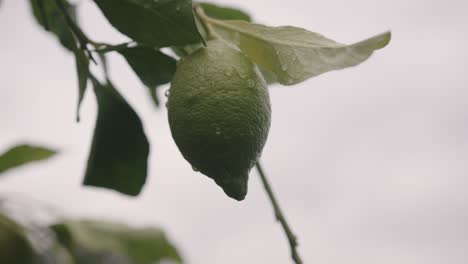 Mid-shot-of-green-lime-on-tree-covered-in-raindrops