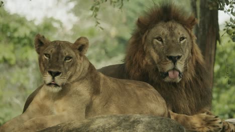 Male-and-Female-African-lion-on-rock,-lying-together-in-pride
