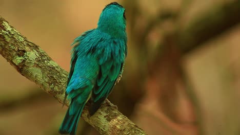 Close-Up-of-Swallow-Tanager-Perched-on-Branch,-Observing-Surroundings