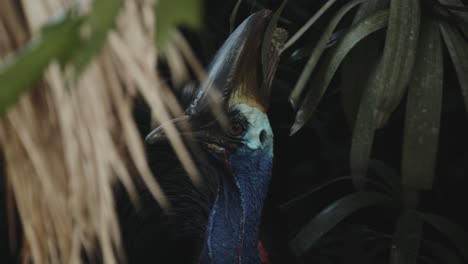 Close-up-clip-of-Australian-Cassowary-in-green-rainforest-environment,-surrounded-by-vegetation