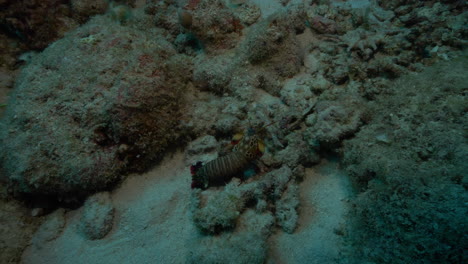 Overhead-view-of-mantis-shrimp-searching-for-food-on-the-ocean-floor