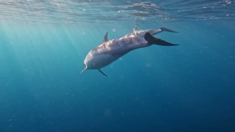 Dolphin-pod-elegantly-dancing-beneath-the-sunlit-water-surface