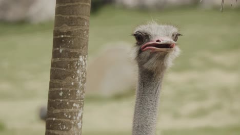 Curious-ostrich-looking-around,-turning-head