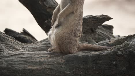 Tilt-up-medium-shot-of-meerkat-on-log,-observing-environment-for-potential-predators
