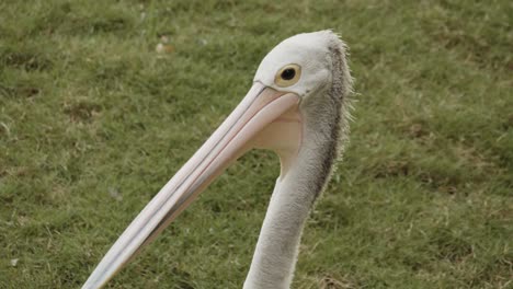 African-pelican-standing-on-grass-and-looking-around,-stable-close-up-slow-motion-clip