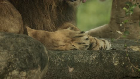 Close-up-shot-of-lion-paw,-beautiful-slow-motion