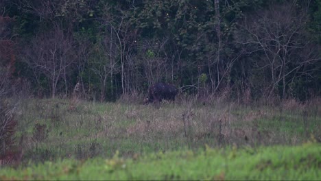 Grazing-in-the-wide-grassland-of-of-the-national-park-in-Thailand,-the-Gaur-Bos-gaurus,-is-eating-its-meal-before-the-day-ends