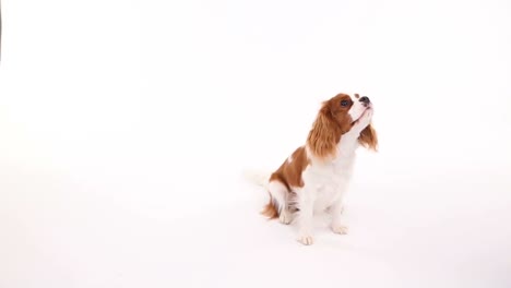 small-dog-sitting-in-front-of-white-background-barking